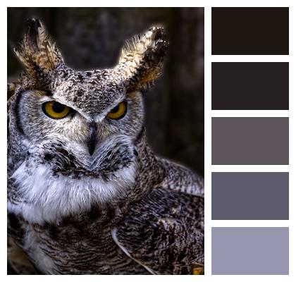 Uhu Owl Barn Owl Image